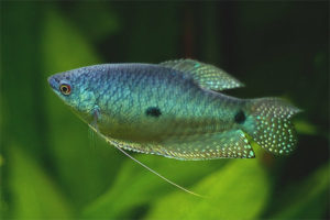 Modré gourami