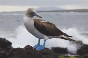 Booby dai piedi blu