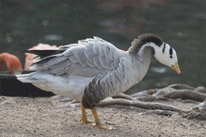 Mountain goose