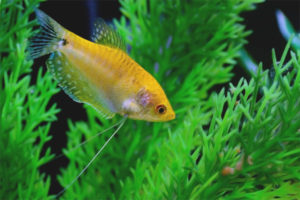 Gourami zlatá