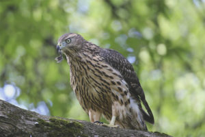 Sparrow-şahin