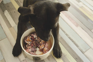Bir köpek doğal gıda ile nasıl beslenir