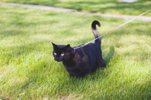 Come addestrare un gatto al guinzaglio