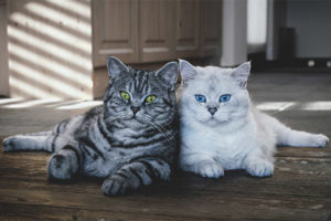 Quelle race de chats choisir pour un appartement