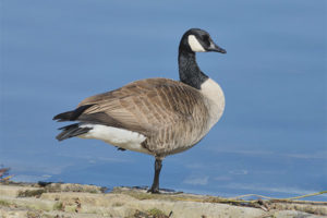 Canadian goose