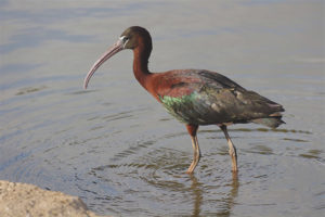 ibis