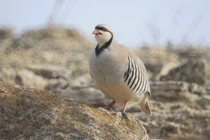 chukar