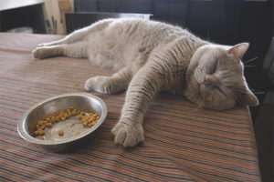 Le chat ne mange pas après l'accouchement