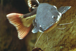 Red tailed catfish