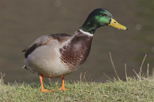 Canard colvert