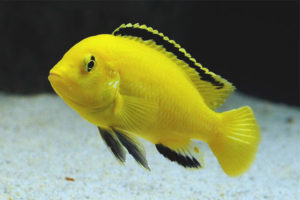 Labidochromis žltý