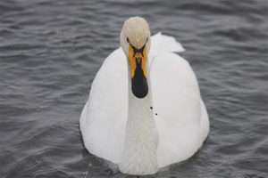 Whooper Swan