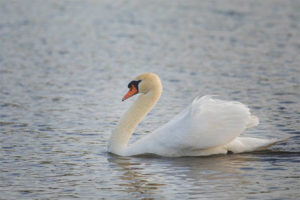 Cygne muet