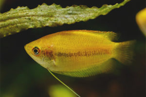 Gourami au miel