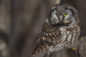 Boreal owl