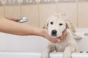 Bir köpek aşılamadan sonra yıkanabilir mi?