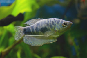 Gourami en marbre