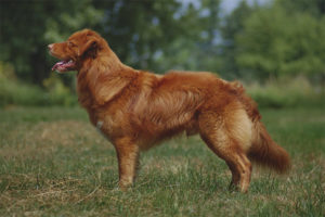 Nova Scotia Av köpeği