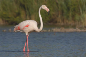 Flamant rose