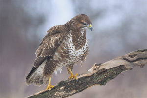 Buse variable