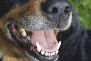 Köpek neden kötü nefes kokuyor