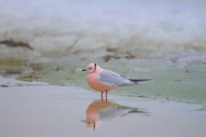 Gabbiano Rosa