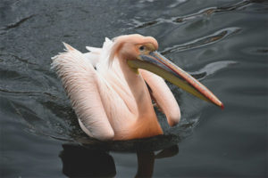 Pellicano rosa