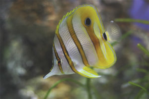 Pesce farfalla