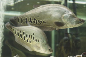 Indian knife fish