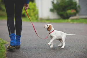 Hangi yaşta bir köpek yavrusu ile yürüyebilirsiniz