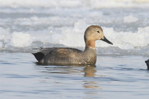 Gray duck