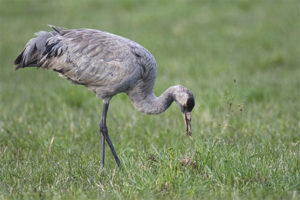 Gray crane