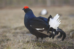 Kara Orman Tavuğu