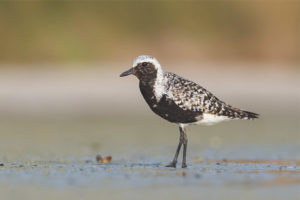 Grey Plover