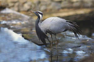 Demoiselle Crane