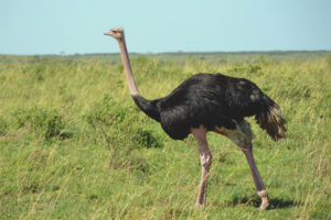 African ostrich