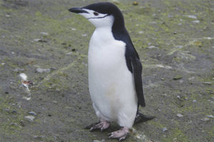 Antarktika Pengueni