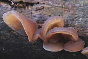 auricularia auricula-judae