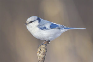 Mésange bleue