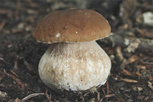 White mushroom