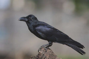 Big-billed crow