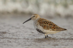 dunlin