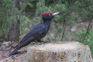 Black woodpecker