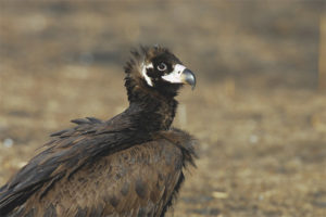 Black vulture