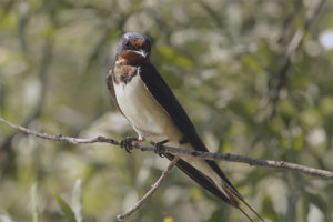 Swallow di granaio