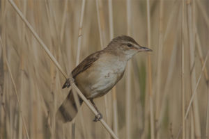 Büyük Reed Warbler