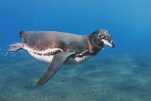 Pingouin des Galapagos