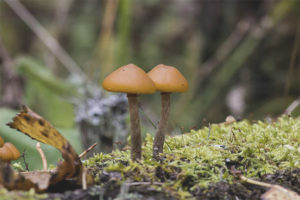 Galerina va afegir