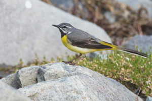 Motacilla di montagna