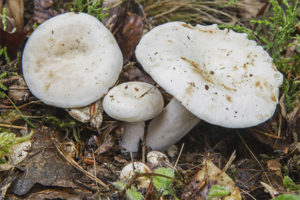 agaric pepper